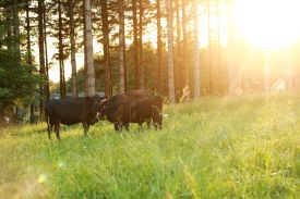 group-cows-in-sun-as-Smart-Object-1