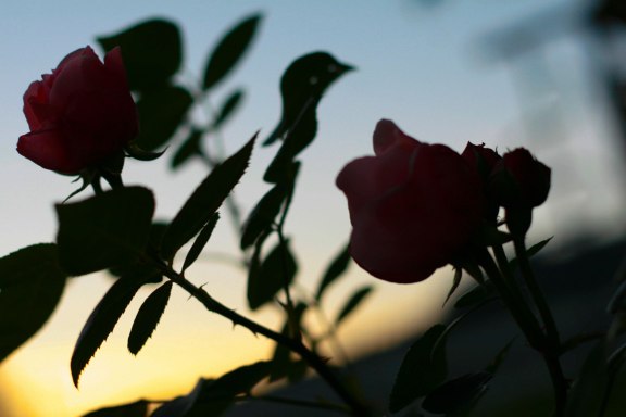 roses-against-sky-small