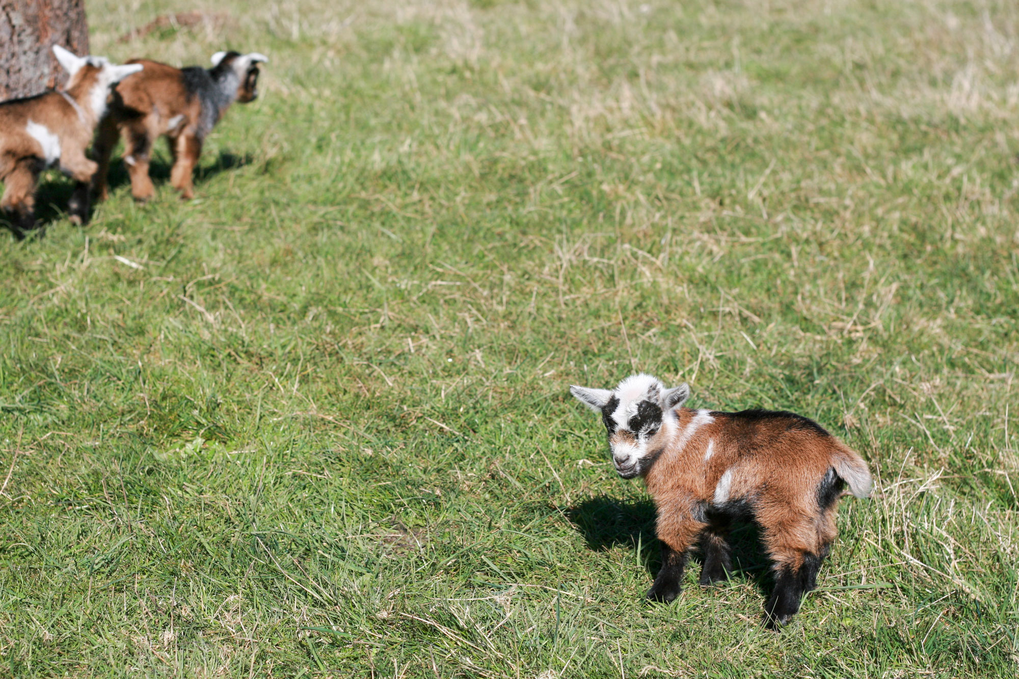 tiny-sage-baby-goats